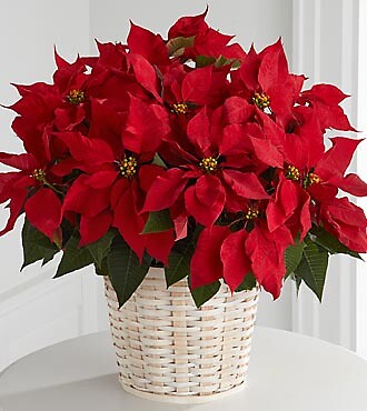 Red Poinsettia Basket